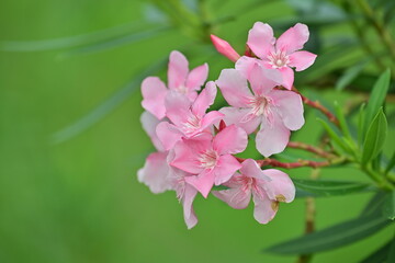 Close-up of blooming pink oleander branches with delicate petals and soft colors, evoking calm and tranquility. The green leaves and blurred background enhance their beauty, capturing the natural char