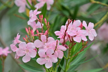 Close-up of blooming pink oleander branches with delicate petals and soft colors, evoking calm and tranquility. The green leaves and blurred background enhance their beauty, capturing the natural char