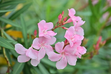 Close-up of blooming pink oleander branches with delicate petals and soft colors, evoking calm and tranquility. The green leaves and blurred background enhance their beauty, capturing the natural char