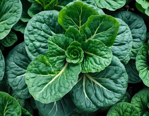 Close Up Detail of Tatsoi Plant from the Top View
