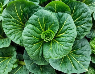Obraz premium Close Up Detail of Tatsoi Plant from the Top View