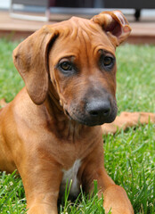 Rhodesian Ridgeback puppy with ear flipped inside out, 3 months old, lying on grass.