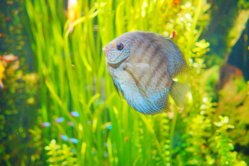Pompadour Red orange  Symphysodon discus swims