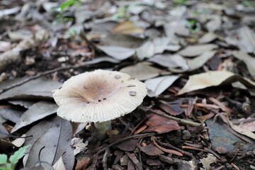 落ち葉の間から生える茶色のキノコ