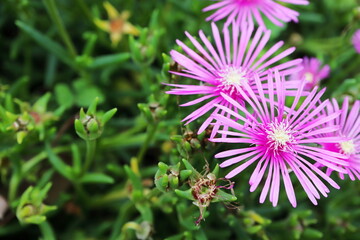 マツバギクの花