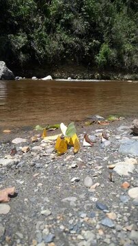 mariposas
