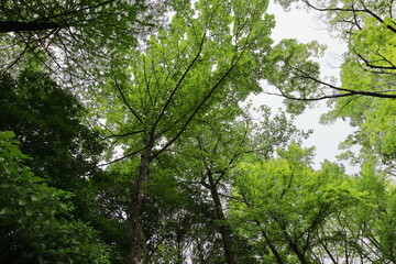 公園に植えられたフウとモミジバフウの木