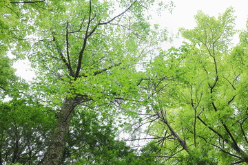 公園に植えられたモミジバフウとフウの木