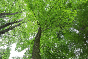 公園に植えられているモミジバフウ