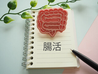 腸の模型イメージと腸活の文字