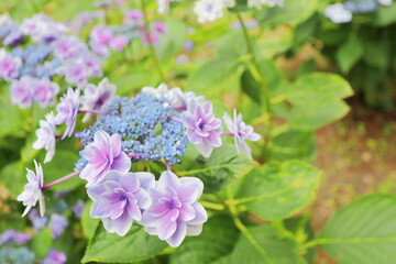 珍しい八重咲きのガクアジサイ　紫の装飾花と青い両性花