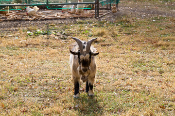 A goat in a dry pasture in autumn.