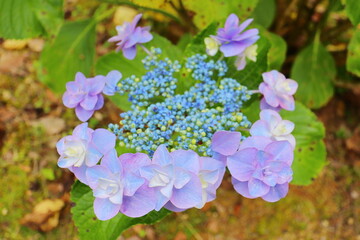 公園に植えられた装飾花が八重咲きの淡い紫の額紫陽花
