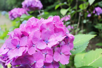 濃い赤紫に中央が青い装飾花の紫陽花