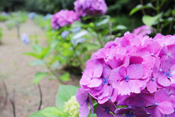 濃い赤紫に中央が青い装飾花の紫陽花
