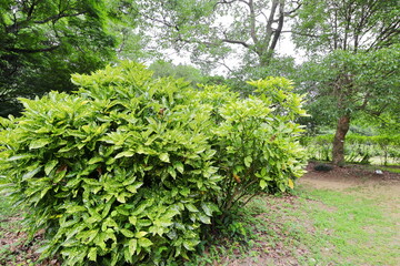 公園に植えられたのアオキの木