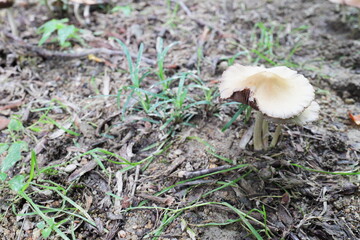 湿った地面から生える茶色いキノコ