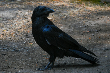 raven on the ground