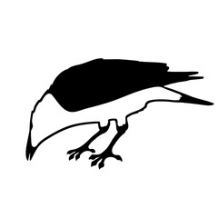 Fototapeta premium Bird Raven Crow Black Silhouette for Icon.