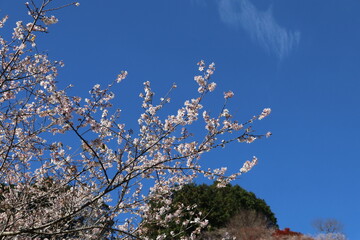 愛知県豊田市小原の四季桜。川見（せんみ）さくら山。秋に咲く桜、紅葉とのコラボ。