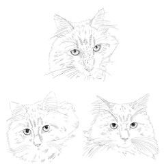 An illustration of a Siberian cat with a delicate touch