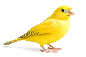 Canary Isolated on White Background.