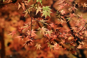 紅葉の森
