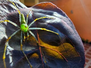 Close-up of a green lynx spider on a purple leaf in the garden