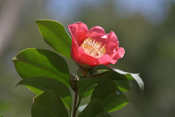 菅公　椿の花