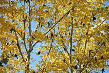 Grackles in the Trees