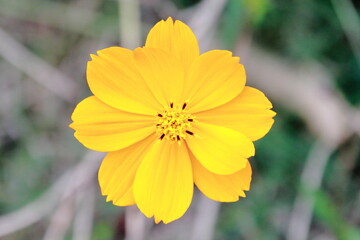 都会のオアシス、キバナコスモス（Golden cosmos）