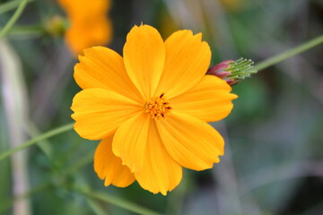 キバナコスモス（Golden cosmos）の鮮やかな花