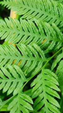 Pteris tremula Australian brake, tender brake, tender brakefern, shaking brake leaves close up