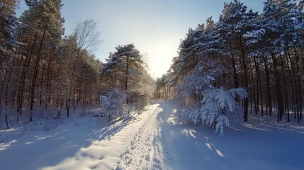 Fototapeta premium A serene winter landscape featuring a snow-covered path through a forest of pine trees.