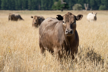 Beef cows and calves grazing on grass on a beef cattle farm in  Australia. breeds include murray...