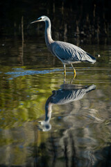 heron walking in a river looking for fish in australia