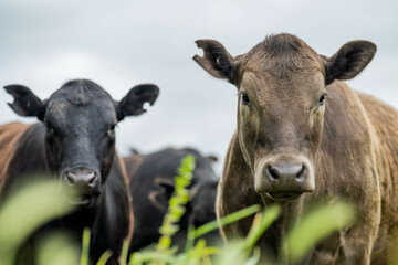 sustainable farming in agriculture for the future with livestock and cows