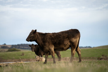growing real healthy food. beautiful cattle in Australia  eating grass, grazing on pasture. Herd of cows free range beef being regenerative raised on an agricultural farm. Sustainable farming