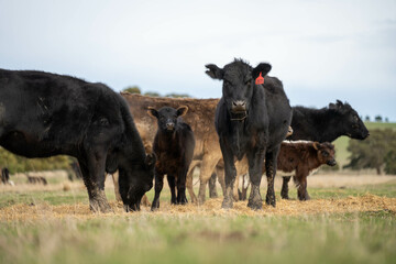 growing real healthy food. beautiful cattle in Australia  eating grass, grazing on pasture. Herd of cows free range beef being regenerative raised on an agricultural farm. Sustainable farming