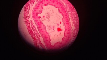 pink easter egg
