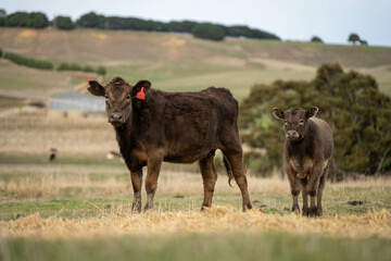 growing real healthy food. beautiful cattle in Australia  eating grass, grazing on pasture. Herd of cows free range beef being regenerative raised on an agricultural farm. Sustainable farming