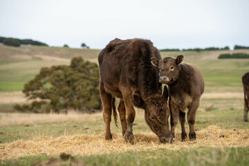 growing real healthy food. beautiful cattle in Australia  eating grass, grazing on pasture. Herd of cows free range beef being regenerative raised on an agricultural farm. Sustainable farming
