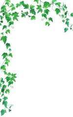 爽やかでナチュラルなアイビー、ヘデラの角フレーム