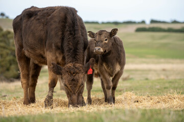 Fototapeta premium growing real healthy food. beautiful cattle in Australia eating grass, grazing on pasture. Herd of cows free range beef being regenerative raised on an agricultural farm. Sustainable farming