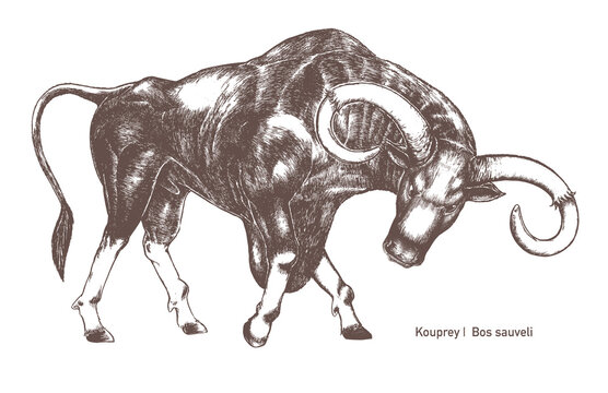 Endangered Kouprey, Forest Ox of Cambodia, hand drawn illustration with detailed ink sketching.