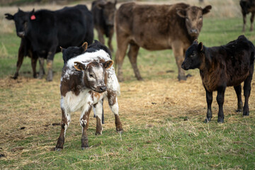 growing real healthy food. beautiful cattle in Australia  eating grass, grazing on pasture. Herd of cows free range beef being regenerative raised on an agricultural farm. Sustainable farming