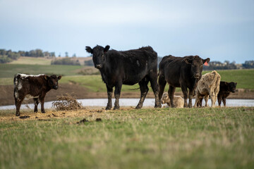 growing real healthy food. beautiful cattle in Australia  eating grass, grazing on pasture. Herd of cows free range beef being regenerative raised on an agricultural farm. Sustainable farming