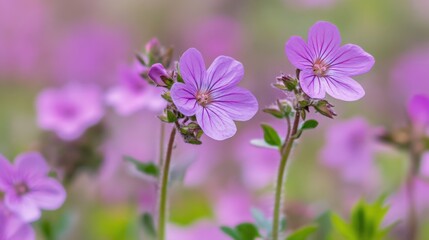 Obraz premium Delicate Pink Flowers Blooming in Springtime