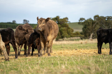 Fototapeta premium growing real healthy food. beautiful cattle in Australia eating grass, grazing on pasture. Herd of cows free range beef being regenerative raised on an agricultural farm. Sustainable farming