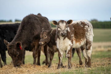 growing real healthy food. beautiful cattle in Australia  eating grass, grazing on pasture. Herd of cows free range beef being regenerative raised on an agricultural farm. Sustainable farming